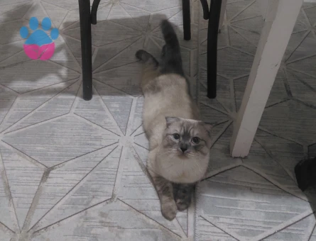 Scottish Fold Oğlumuza Eş Arıyoruz - Görsel 3