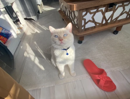 British Shorthair Caramel’e Gelin Adayı Arıyoruz - 118984881