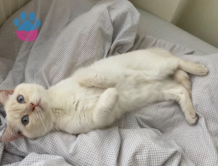 British Shorthair Caramel’e Gelin Adayı Arıyoruz - Görsel 3