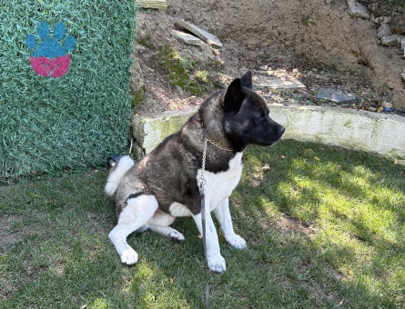Amerikan akita 2 Yaşında Eş Arıyor - 118984882