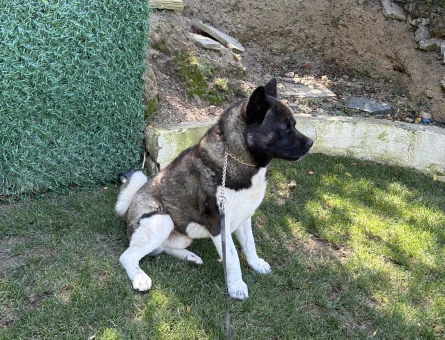 Amerikan akita 2 Yaşında Eş Arıyor - 118984882