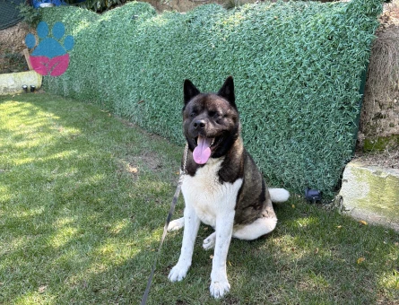 Amerikan akita 2 Yaşında Eş Arıyor - Görsel 3