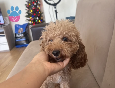 Yetiskin mini toy poodle - 118984883