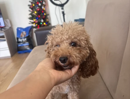 Yetiskin mini toy poodle - 118984883