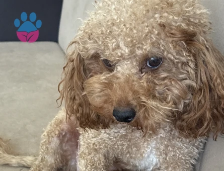 Yetiskin mini toy poodle - Görsel 3