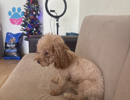 Yetiskin mini toy poodle - Görsel 4