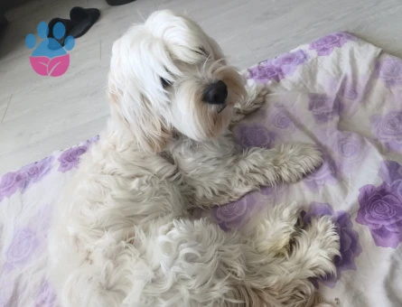 Maltese terrier eş bulma - 118984884