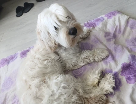 Maltese terrier eş bulma - 118984884