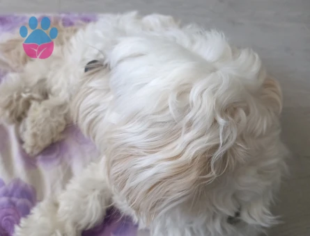 Maltese terrier eş bulma - Görsel 3