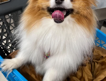 Pomeranian Boo Kızımıza eş arıyoruz - 118984886