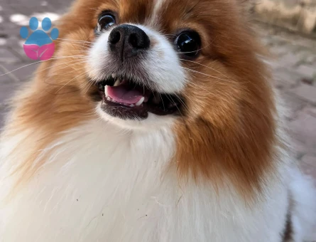 Pomeranian Boo Kızımıza eş arıyoruz - Görsel 3
