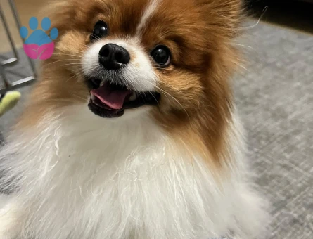 Pomeranian Boo Kızımıza eş arıyoruz - Görsel 4