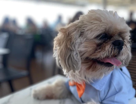 Shih Tzu 6 Yaşında Eş Arıyor - 118971693
