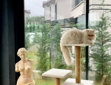 Persian Chincilla Kırma Yakışıklı Caju eş arıyor - 118971696