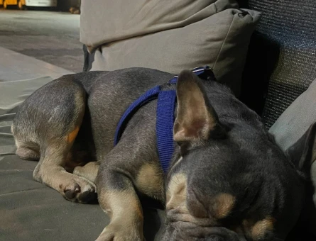 Blue Quad Tan Ve Blue Erkek French Bulldoglarıma Eş Arıyorum - 118971698