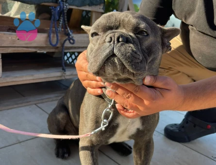 Blue Quad Tan Ve Blue Erkek French Bulldoglarıma Eş Arıyorum