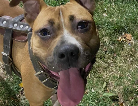 Boxer 2 Yaşında Köpeğime Eş Arıyorum - 118971700