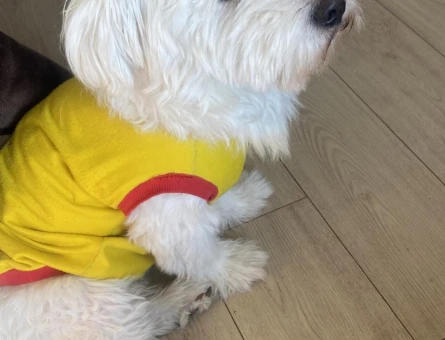 Erkek terrier için eş bulma - 118979740
