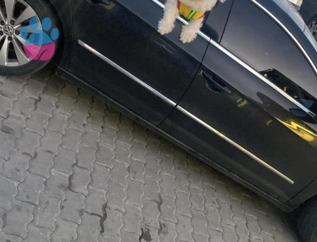 Erkek terrier için eş bulma