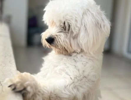 Erkek maltese terrier köpeğime eş arıyorum - 118979745