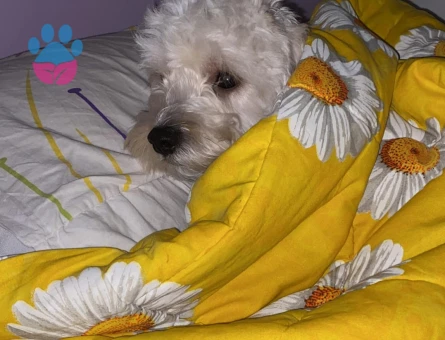 Erkek maltese terrier köpeğime eş arıyorum