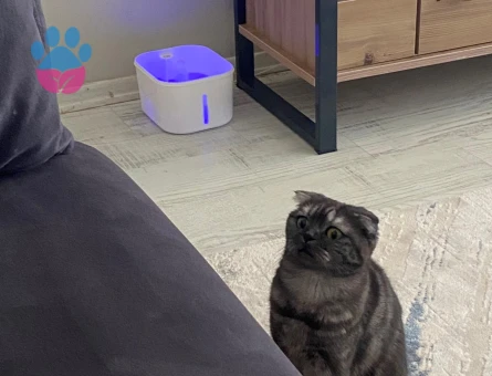Scottish Fold Kedime Eş arıyorum Kızgınlıkta