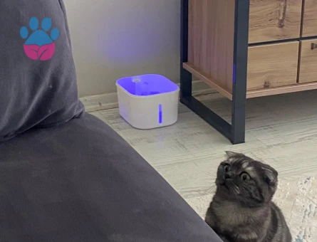Scottish Fold Kedime Eş arıyorum Kızgınlıkta
