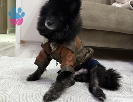 Yakışıklı oğluma eş arıyoruz