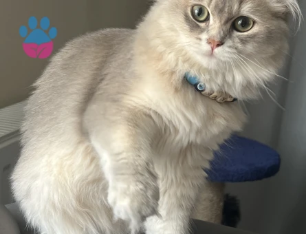 British Longhair Eş Arıyoruz 10 aYLIK - Görsel 3