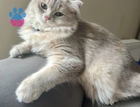 British Longhair Eş Arıyoruz 10 aYLIK - Görsel 4