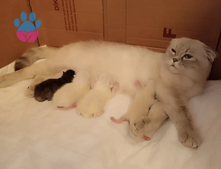 Scottish Fold dişi kedime eş arıyorum - Görsel 3