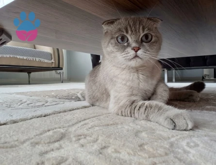 Scottish Fold dişi kedime eş arıyorum - 118985128