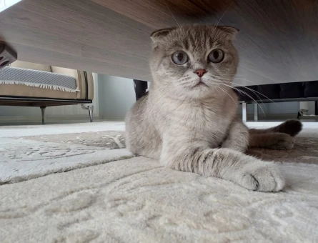 Scottish Fold dişi kedime eş arıyorum - 118985128