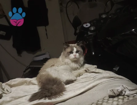 Ragdoll 4 yaşında tecrübeli ogluma eş arıyorum - 118985129
