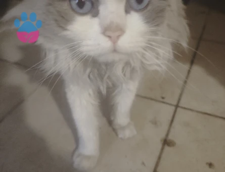 Ragdoll 4 yaşında tecrübeli ogluma eş arıyorum - Görsel 4