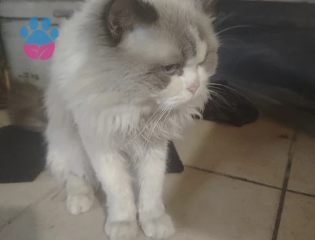 Ragdoll 4 yaşında tecrübeli ogluma eş arıyorum - Görsel 3