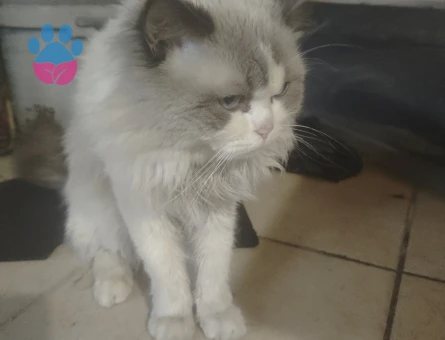 Ragdoll 4 yaşında tecrübeli ogluma eş arıyorum - Görsel 5