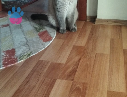 3 Yaşında Erkek kedi - Görsel 2