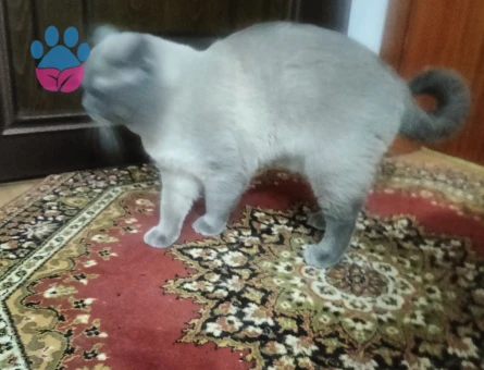 3 Yaşında Erkek kedi - Görsel 3