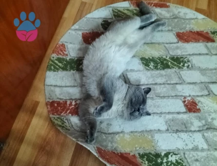 3 Yaşında Erkek kedi - Görsel 4