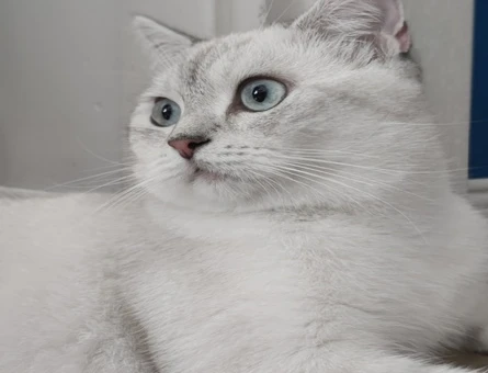 British Shorthair 1 Yaşında Eş Arıyor - 118972227