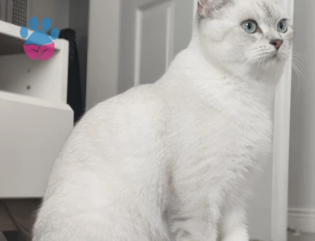 British Shorthair 1 Yaşında Eş Arıyor