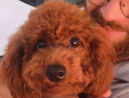 Toy Poodle 11 Aylık Eş Arıyor - 118972230