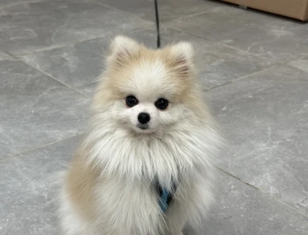Poomeranian Boo Coco’m için dişi arıyorum - 118972234