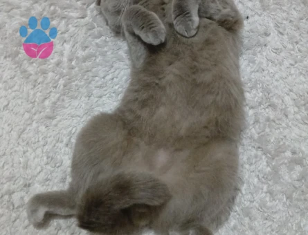 Erkek kedimize eş ariyorum