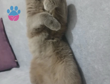 Erkek kedimize eş ariyorum