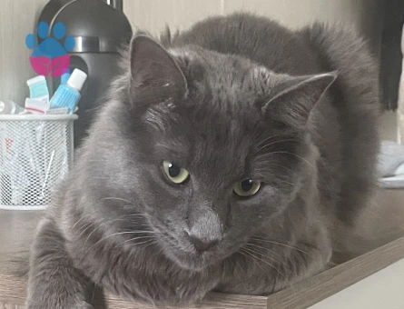 Merhaba oğlumuza eş arıyoruz. Çok oyuncu güzel arkadaş canlısı bir karaktere sahip.  İlginilenenler mesaj atarak ulaşabilir. Whatssap da olur