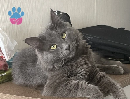 Merhaba oğlumuza eş arıyoruz. Çok oyuncu güzel arkadaş canlısı bir karaktere sahip.  İlginilenenler mesaj atarak ulaşabilir. Whatssap da olur