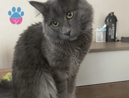 Merhaba oğlumuza eş arıyoruz. Çok oyuncu güzel arkadaş canlısı bir karaktere sahip.  İlginilenenler mesaj atarak ulaşabilir. Whatssap da olur