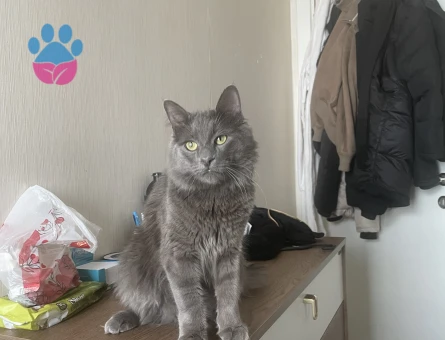 Merhaba oğlumuza eş arıyoruz. Çok oyuncu güzel arkadaş canlısı bir karaktere sahip.  İlginilenenler mesaj atarak ulaşabilir. Whatssap da olur